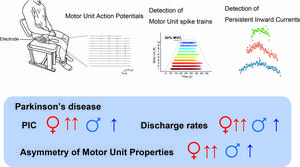 Figure: Sex Differences in Motor Unit Firing Behavior in Parkinson's Disease: Neural Pathways, HD-sEMG Decomposition, and Distinct Gender-Specific Physiological Markers.