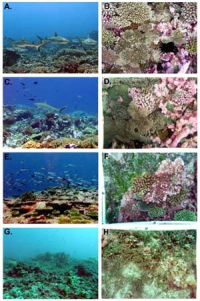 Line Islands Coral Reef