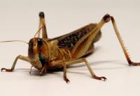 Locust