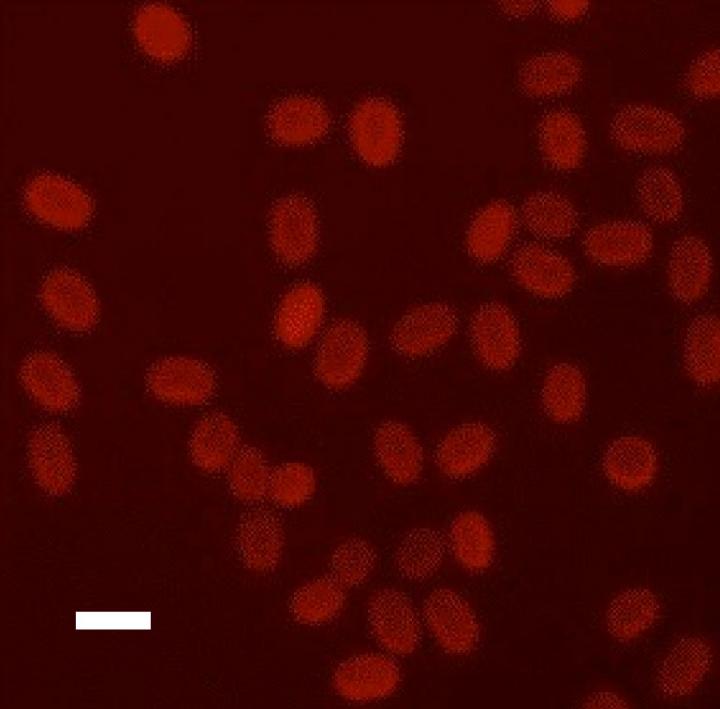 Anthrax Spores Contain RNA in their Outermost Layers