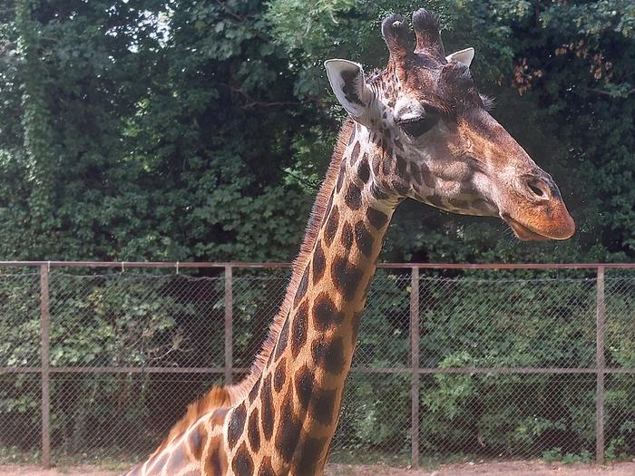 Giraffe at Dudley Zoo