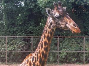 Giraffe at Dudley Zoo