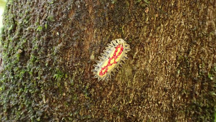 Caterpillar