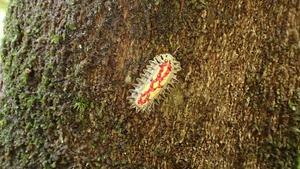 Caterpillar