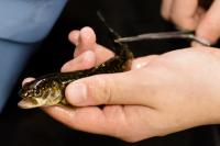 Lake Superior Whitefish