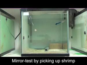Fish interacting with a piece of food in the mirror (horizontal)
