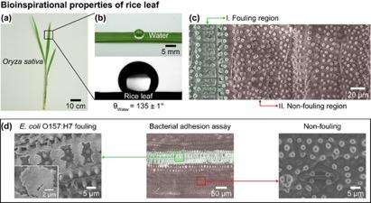 Rice Leaf Study