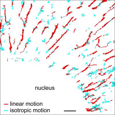 CD36 Trajectories