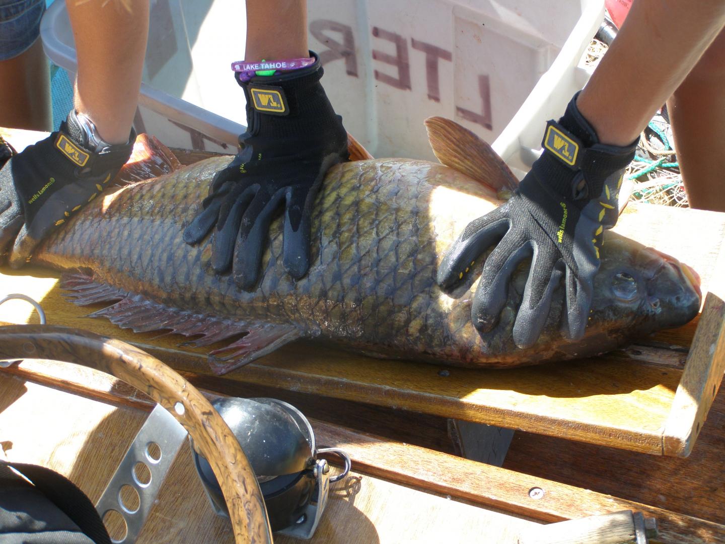 Census of Fish