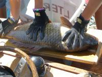 Census of Fish