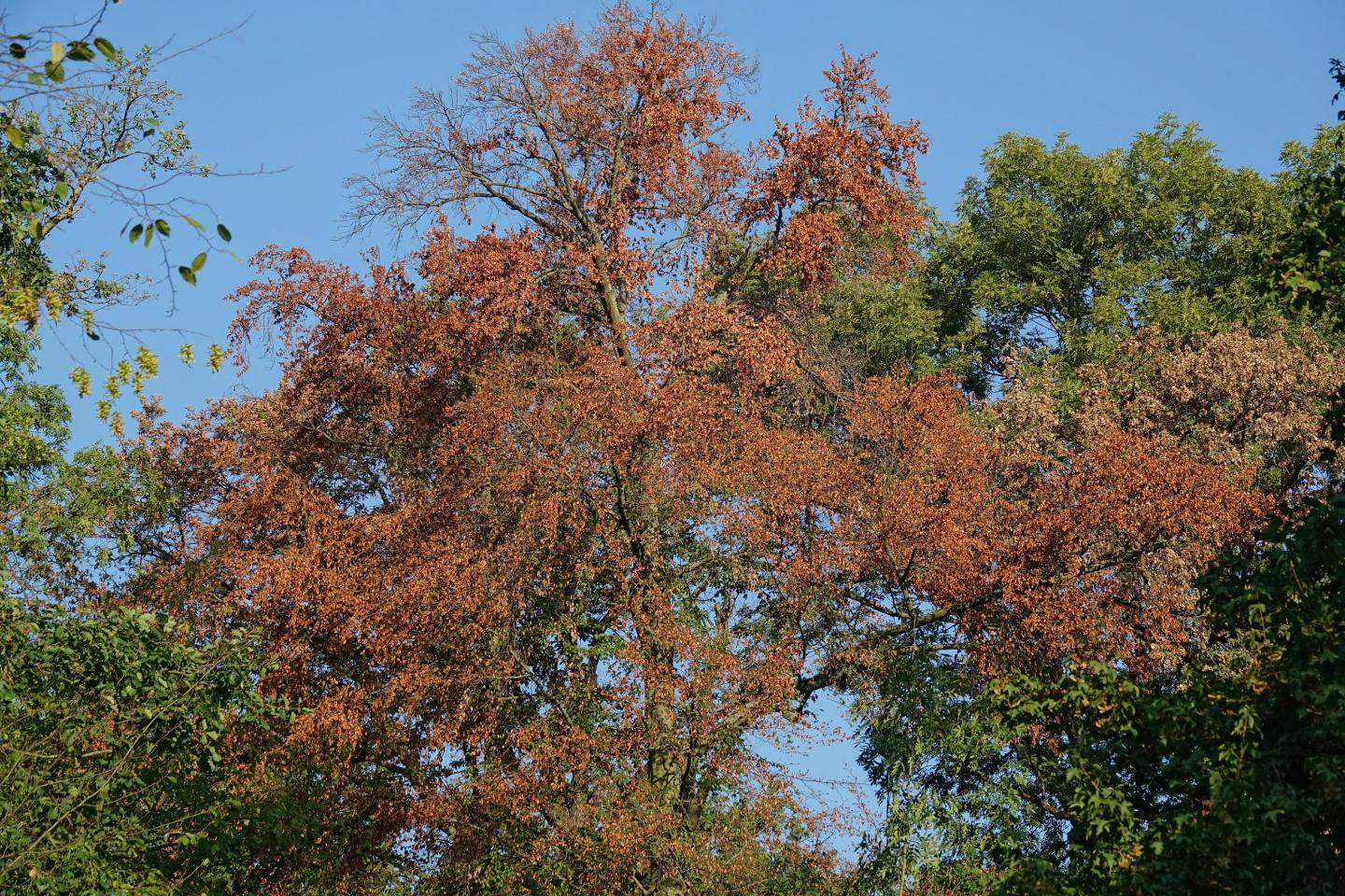 Trees Turning Brown in August
