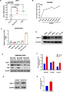 LRH-1 shows an up-regulated expression in CRPC xenograft and cell models