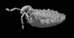 3D model