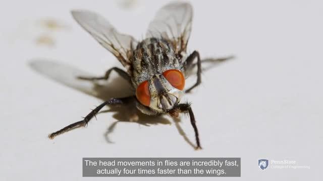 Fly Motion