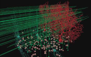 Neuroscience Gateway
