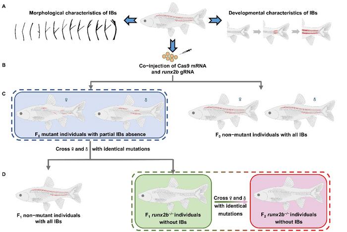 Creation of grass carp without intermuscular bones through runx2b gene editing