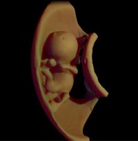 3-D Virtual 12 Weeks Model