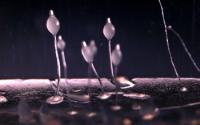 Amoebae Fruiting Bodies