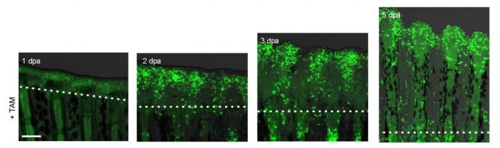 Genetic Labeling of Regenerative Epidermis
