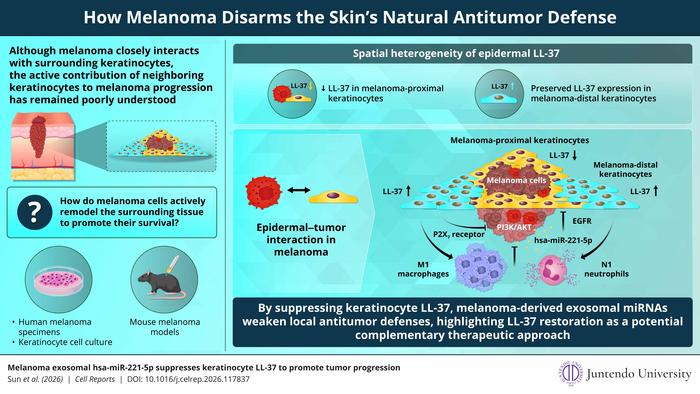 How melanoma disarms the skin’s natural antitumor defense