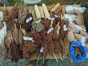 Climate-resilient crops