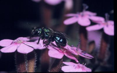 Pollinator-1 Blackberry