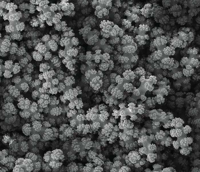 Sclerites Up Close