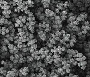 Sclerites Up Close