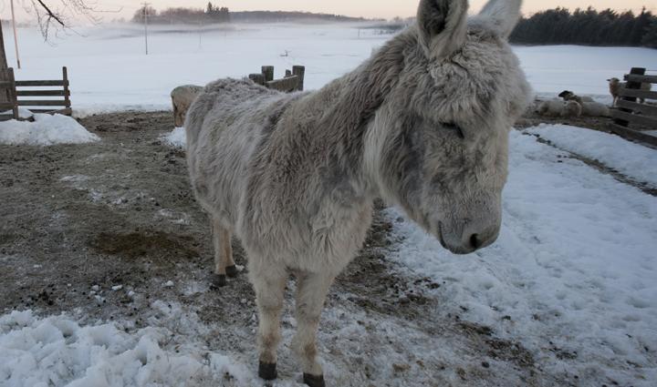 Donkey