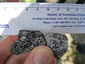 Denticles
