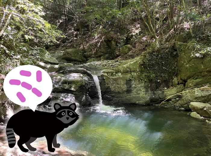 A river potentially at risk of raccoon-spread bacterial infection