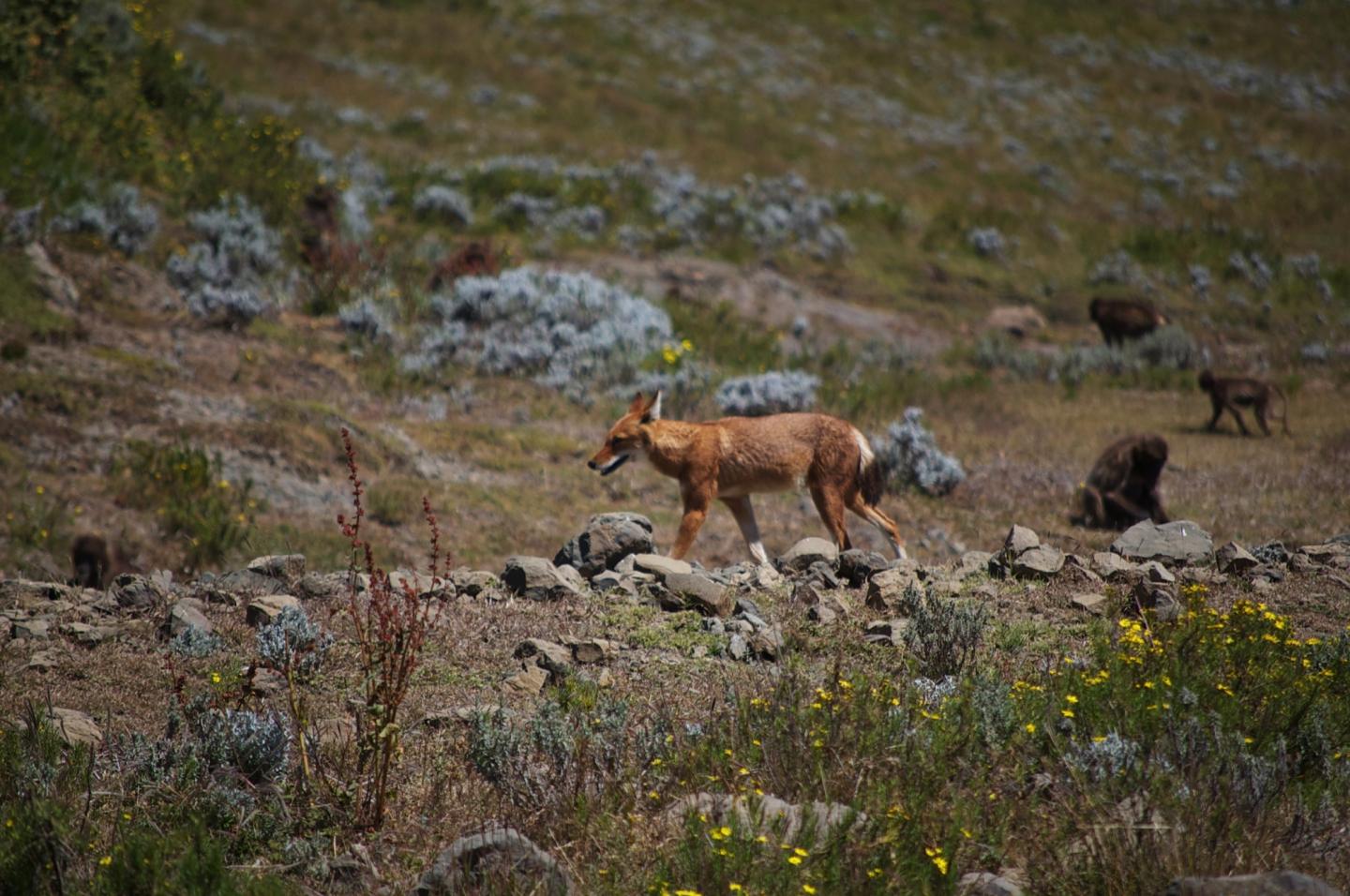 Ethiopian Wolf among Gelada Monkeys (1 of 2)