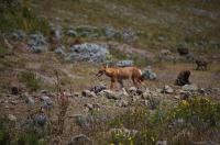 Ethiopian Wolf among Gelada Monkeys (1 of 2)