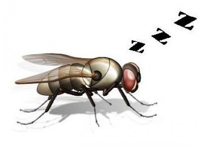 Sleepy Fruitfly