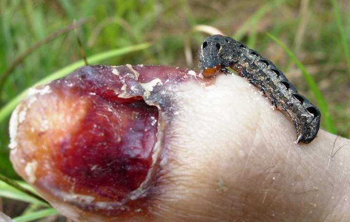 Noctuid Caterpillar