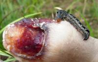 Noctuid Caterpillar