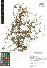<i>Cissampelos arenicola</i>