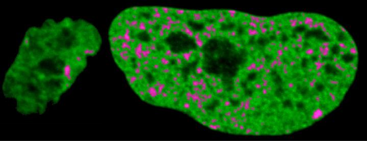StemCellNucleusImage1