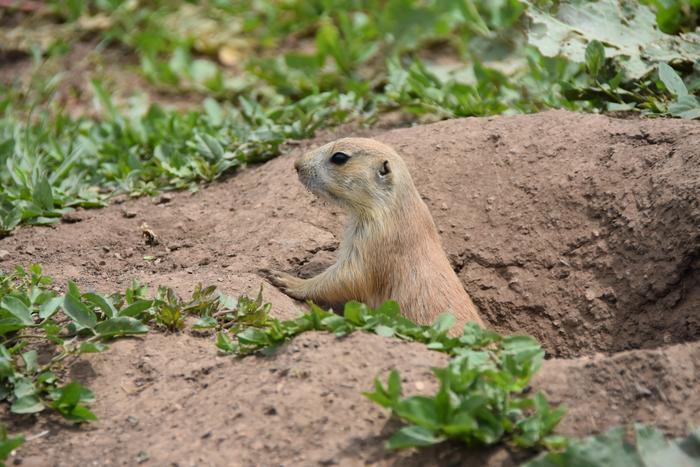 juvenile prairie dog
