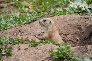 juvenile prairie dog