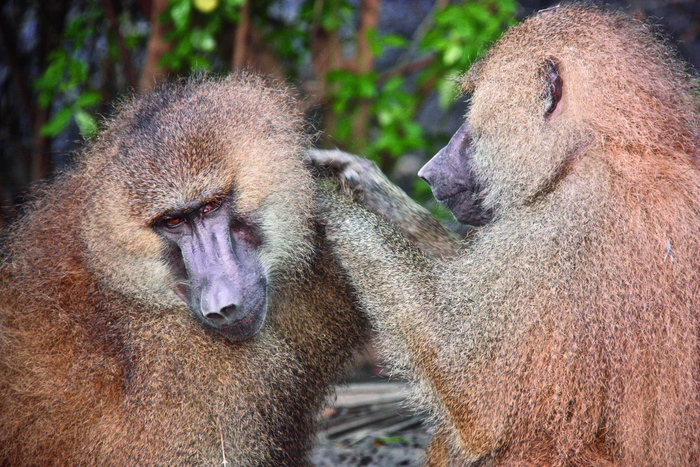 Two strongly bonded male Guinea baboons (Papio papio)