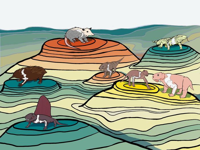 The evolution from reptile-like to upright posture in mammals was highly dynamic and complex