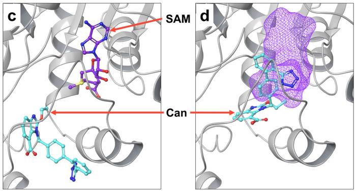 Docking studies of Clo or Can with PRMT5.