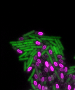 Biofilm transition