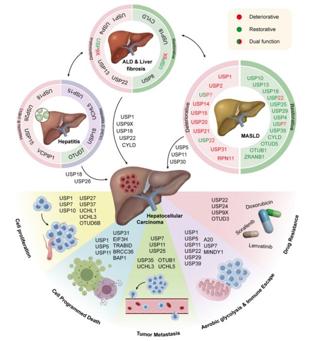 Schematic diagram of the role and mechanism of DUBs in liver diseases.