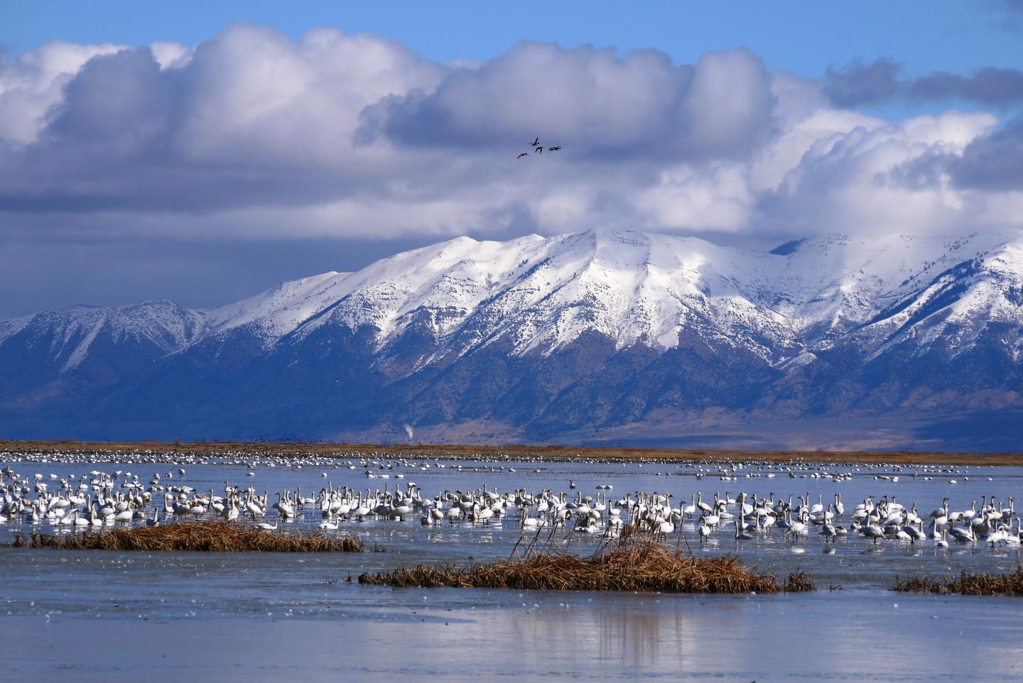 Bear River Migratory Bird Refuge
