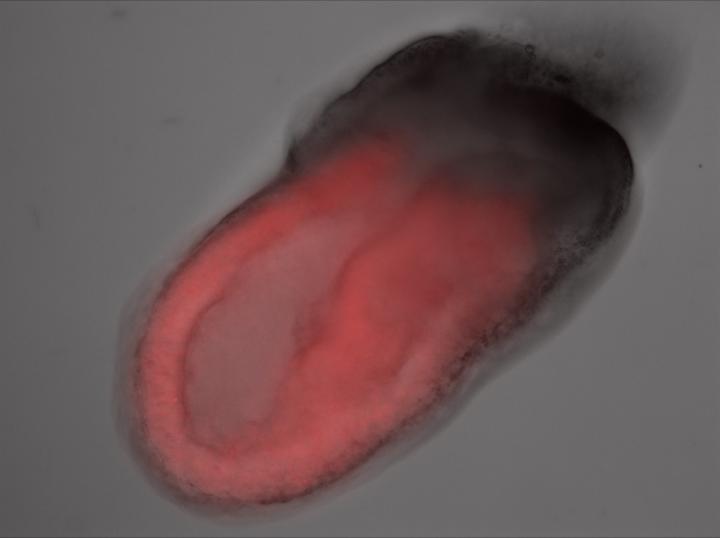 Embryo