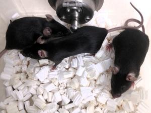 Mice are commonly used in reproductive toxicity testing.