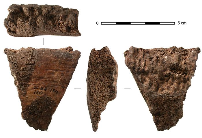 Fragment of a Fin Whale vertebra