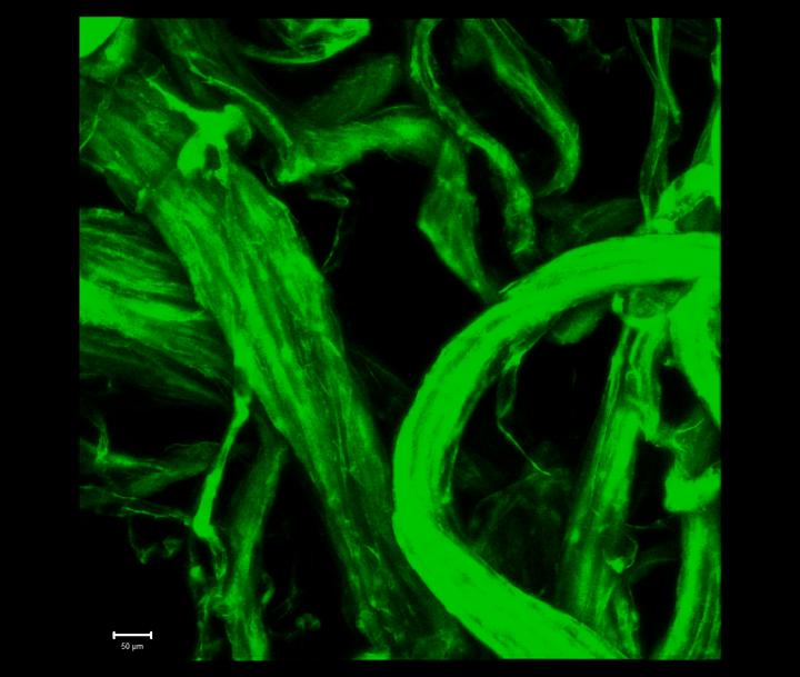 "Naturally" Glowing Cotton Yields Dazzling New Threads (4 of 9)